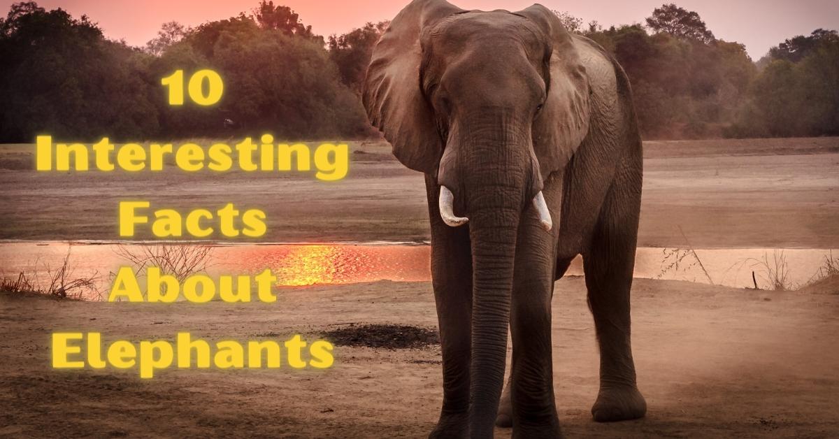 Top 10 Interesting Facts About Elephants - Top10Contents